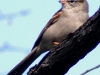 chipping sparrow adult durham 40305.JPG